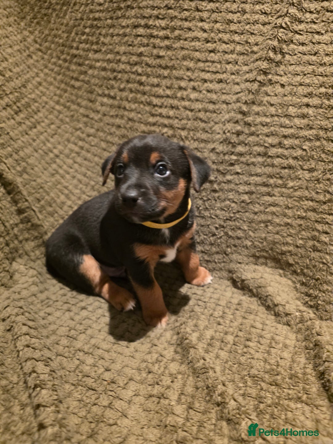 Jack Russell dogs for sale: Gorgeous Chunky Jack Russell Pups for sale - Advert 9