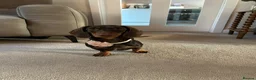 Miniature Dachshund dogs for sale: Miniature Dachshund Female Six Month Old  in Alloa - Advert 4