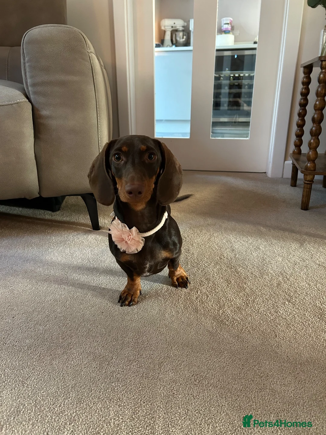 Miniature Dachshund dogs for sale: Miniature Dachshund Female Six Month Old  in Alloa - Advert 4