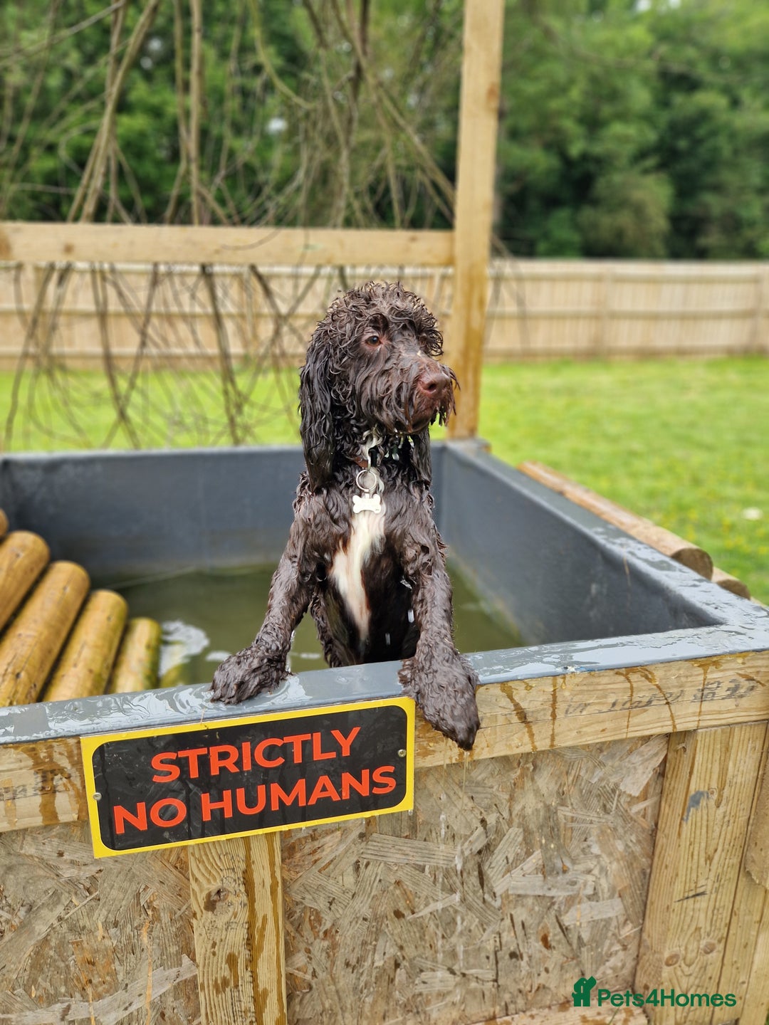 Cockapoo dogs for sale: MALE Cockapoo for sale - Image 5