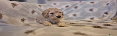 Australian Labradoodle Puppy 1