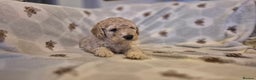 Australian Labradoodle dogs for sale: LAST ONE BOY - Australian Labradoodle Puppies  - Advert 24
