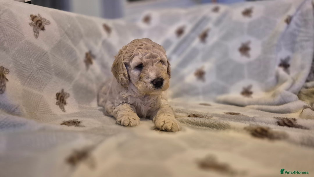 Australian Labradoodle dogs for sale: LAST ONE BOY - Australian Labradoodle Puppies  - Advert 24
