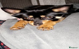 Pomchi dogs for sale: Lovely Male Pomchi - Image 7