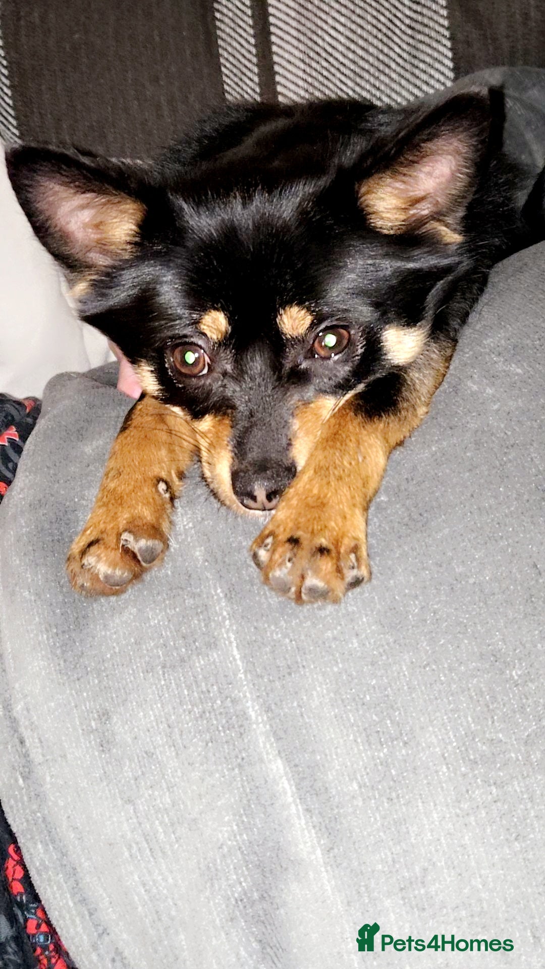 Pomchi dogs for sale: Lovely Male Pomchi - Image 7