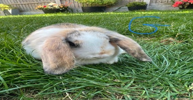 Mini Lop rabbits - Advert 2
