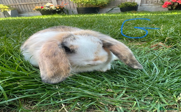 Mini Lop rabbits - Advert 4