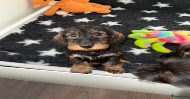 Dachshund dogs 🩷💙Stunning KC Wire haired Dachshunds🩷💙 - Advert 9
