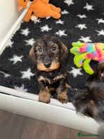 Dachshund dogs 🩷💙Stunning KC Wire haired Dachshunds🩷💙 - Advert 9