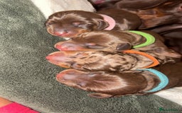 Miniature Dachshund dogs for sale: Miniature dachshund pups for sale 2 boys 1 girl  - Image 34