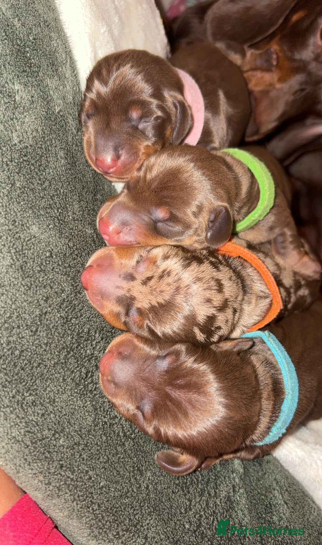 Miniature Dachshund dogs for sale: Miniature dachshund pups for sale 2 boys 1 girl  - Image 34