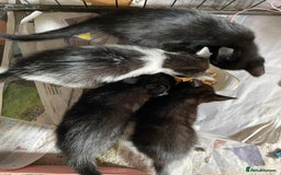 British Shorthair cats for sale: Kittens for sale !! Loving and playful  - Image 6