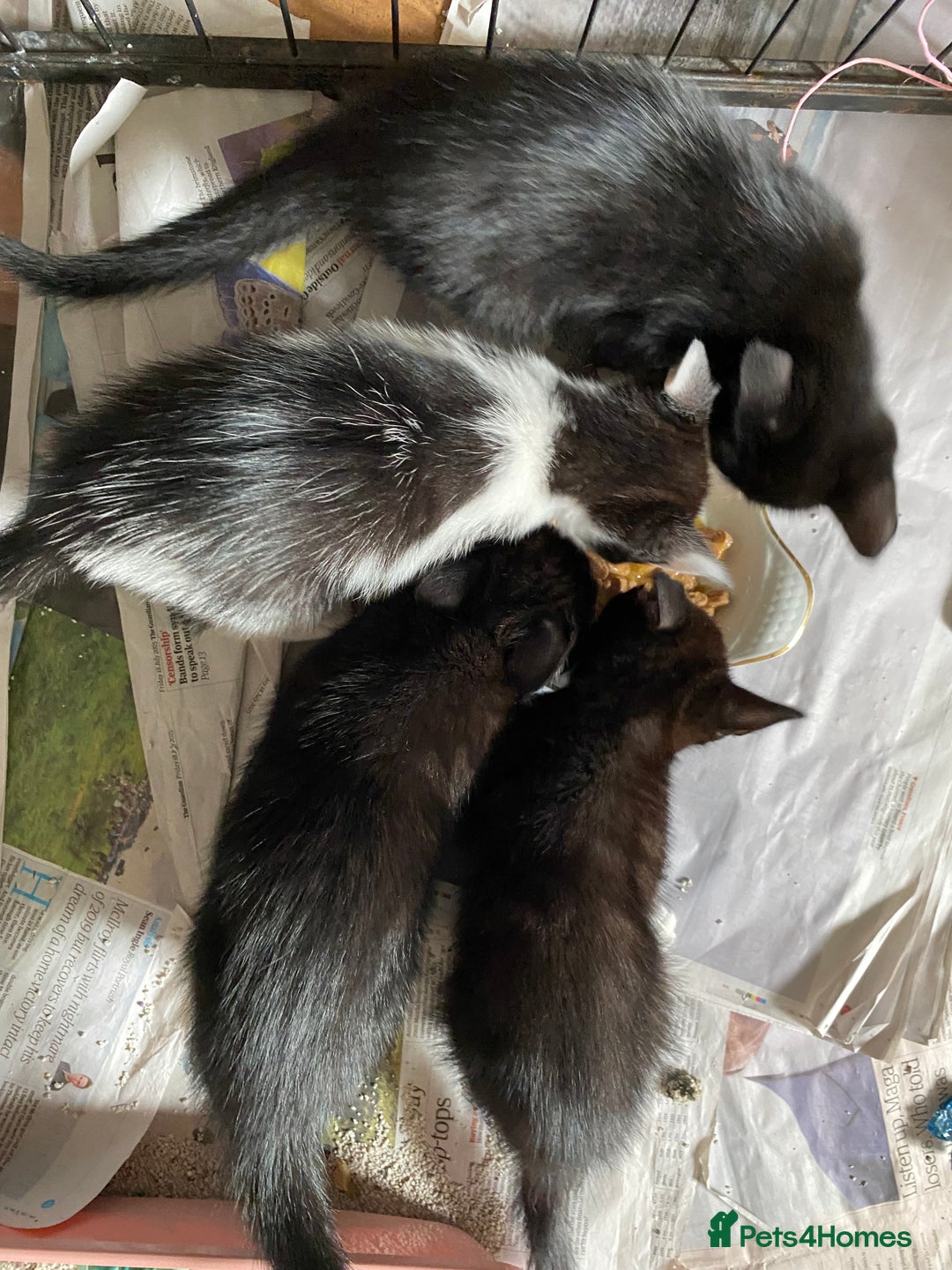 British Shorthair cats for sale: Kittens for sale !! Loving and playful  - Image 6