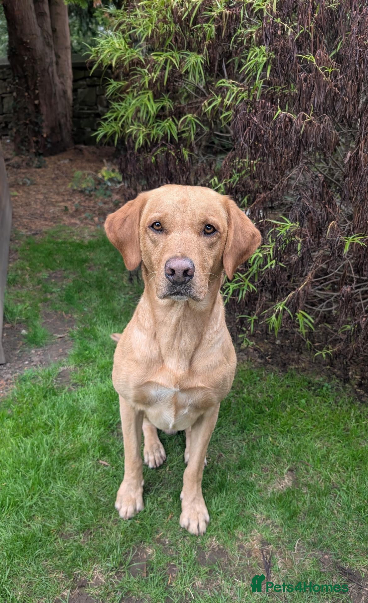 Labrador Retriever dogs Labrador Retriever KC registered Stud Dog - Advert 2