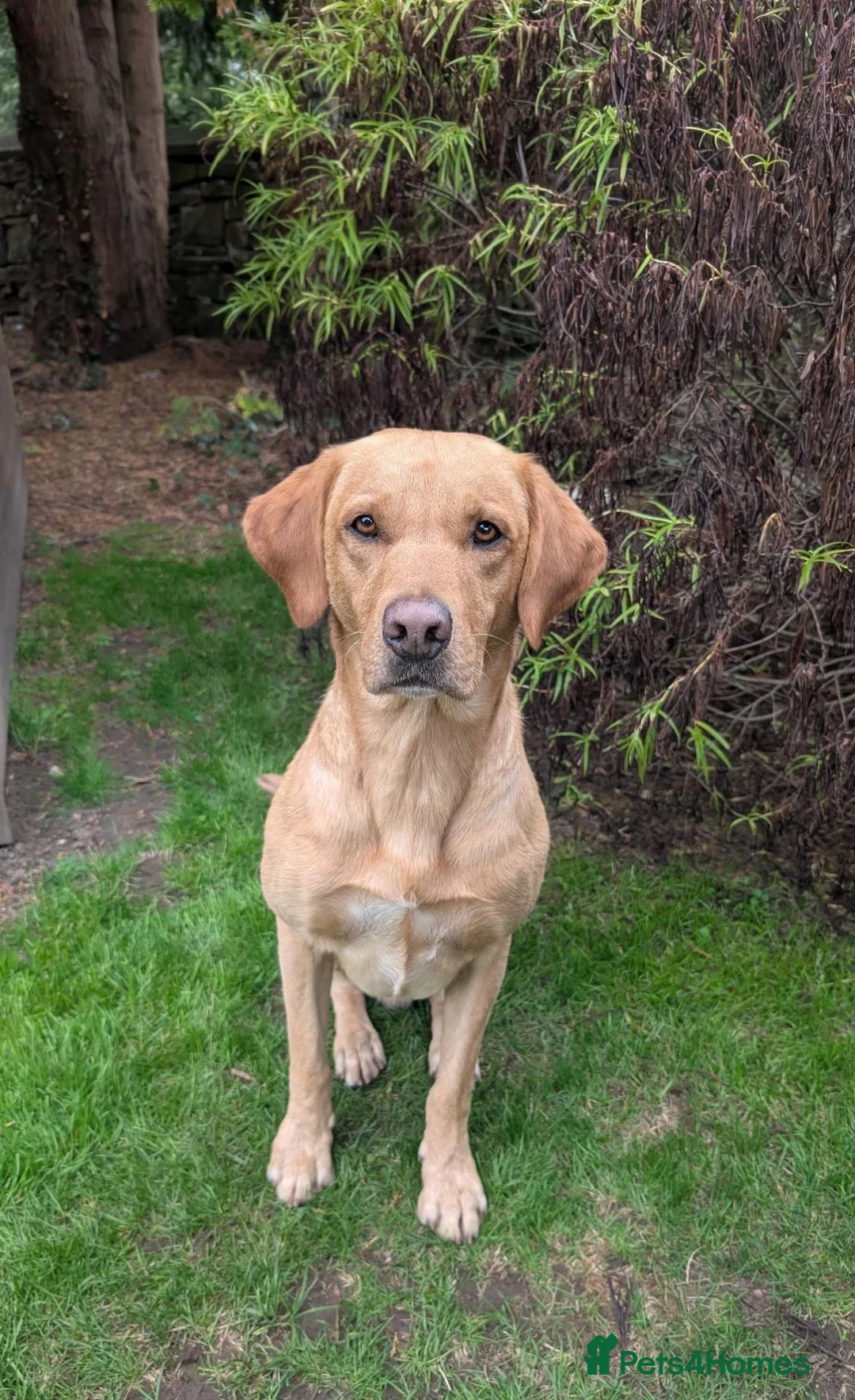 Labrador Retriever dogs for stud: Labrador Retriever KC registered Stud Dog in Lydbrook - Advert 2