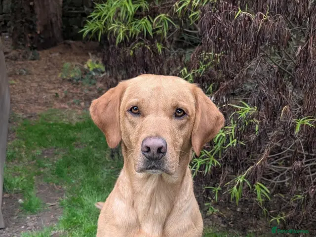 Labrador Retriever dogs for stud: Labrador Retriever KC registered Stud Dog - Advert 2
