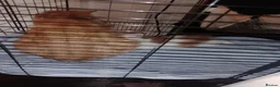 Mixed Breed cats for sale: Girl kitten  - Advert 4