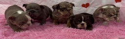 English Bulldog dogs for stud: 🔥MR WILSON🔥 KC & DWKC in Middlesbrough - Advert 5