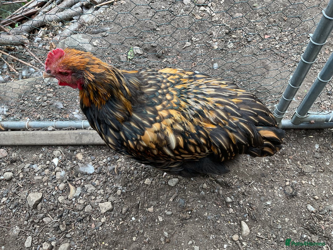 Chickens poultry for sale: Exhibition quality Gold Laced Orpington cockerels - Image 5