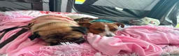 Jack Russell dogs for sale: Rehoming Jack Russell female - Advert 5