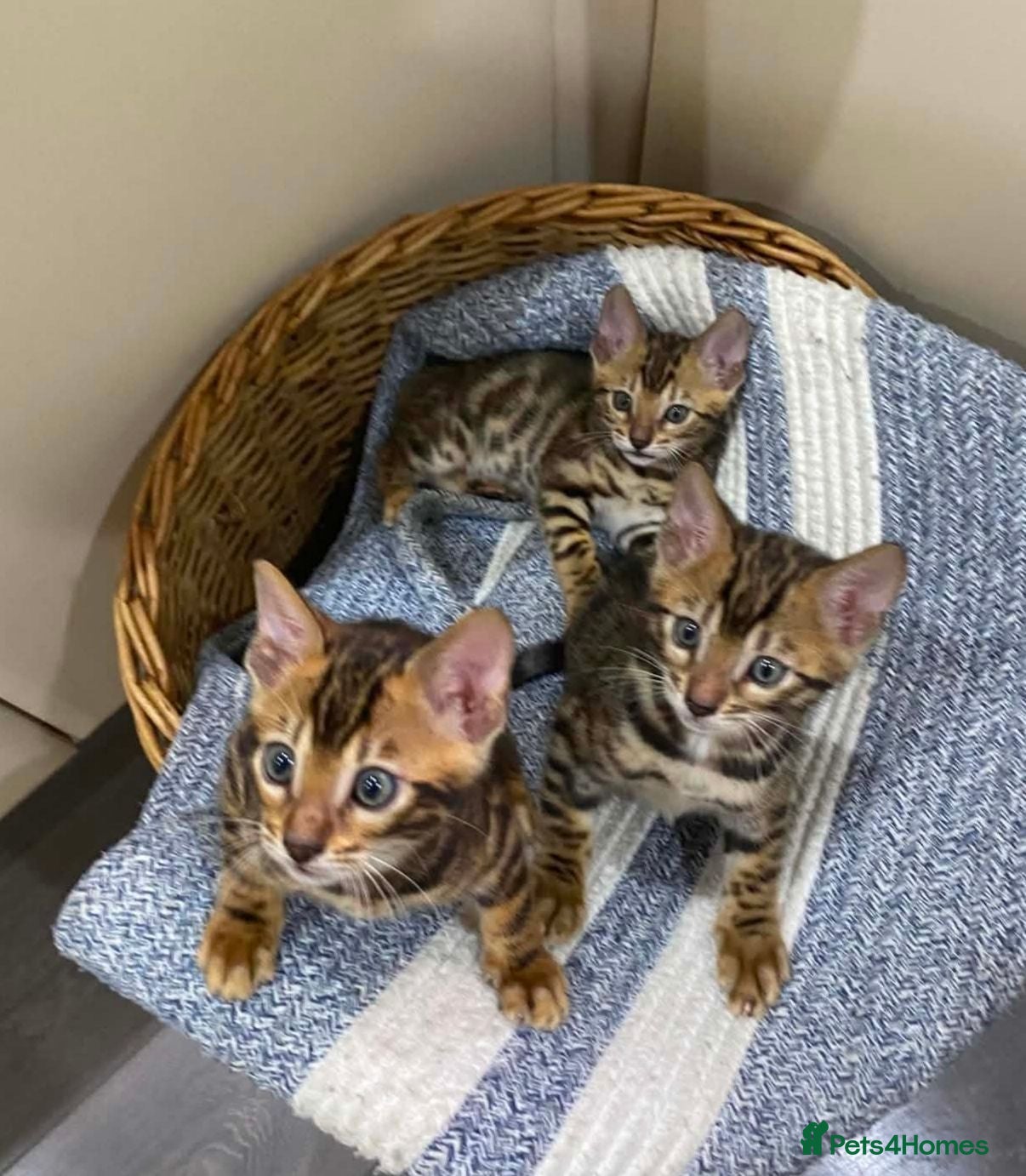 Bengal cats Stunning Bengal kittens for sale - Advert 1