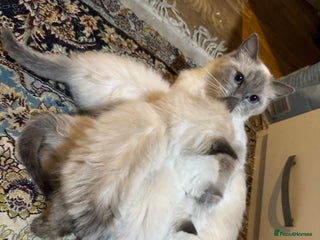 Ragdoll cats Pure ragdoll male kitten - Advert 1