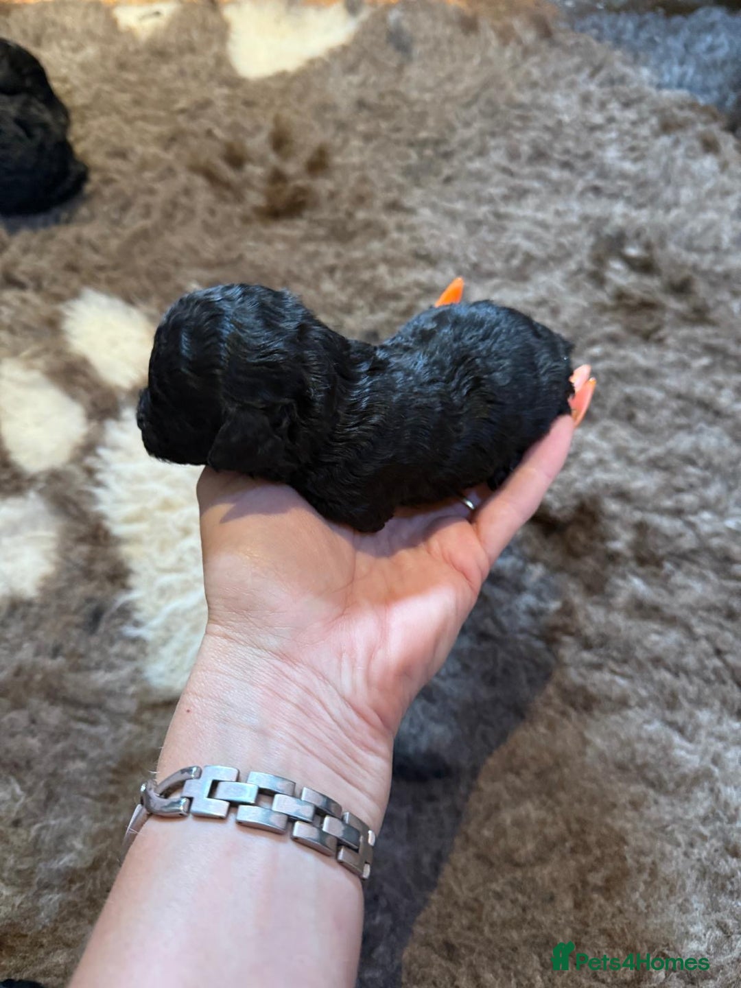 Toy Poodle dogs for sale: Pedigree Toy Poodle puppies, DNA tested parents - Image 14