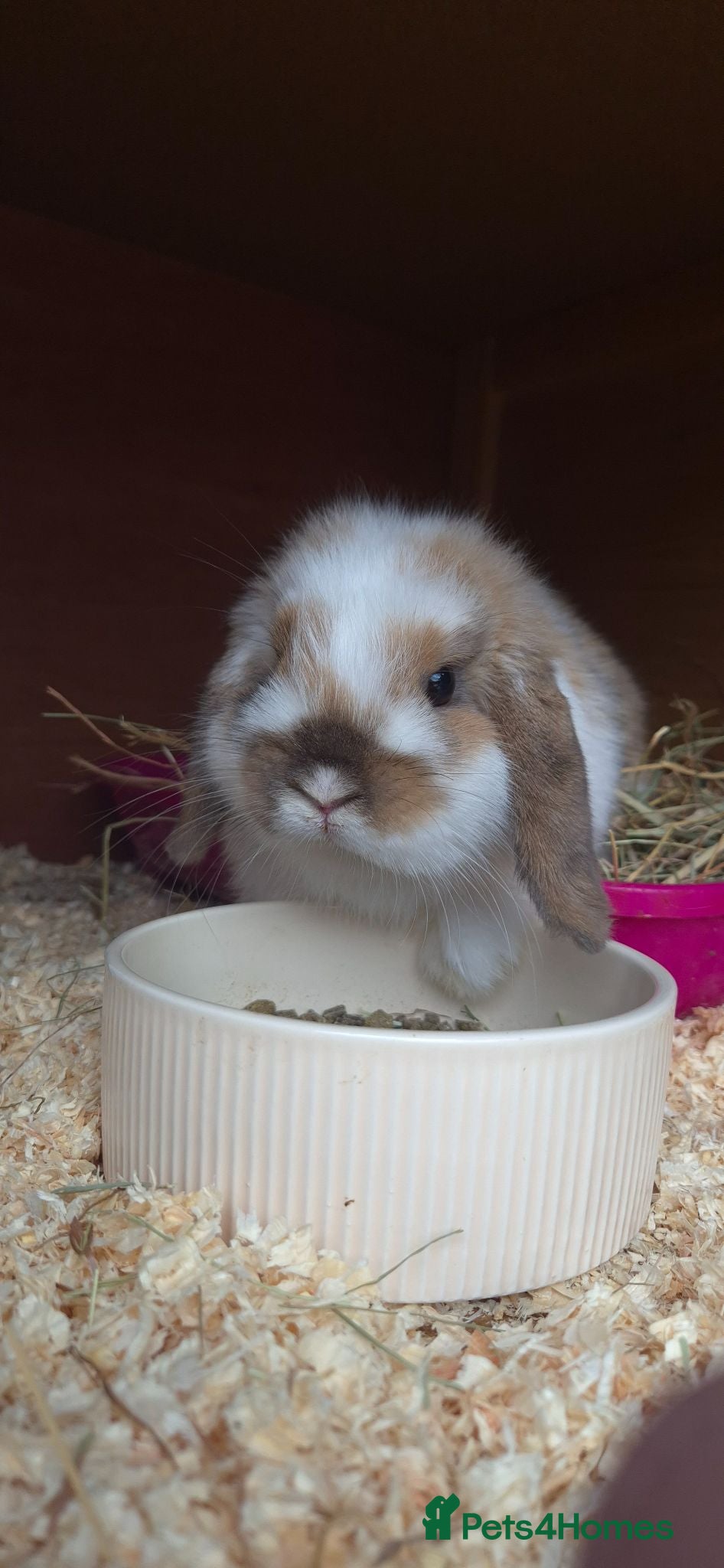 Mini Lop rabbits Female mini lop - Advert 1