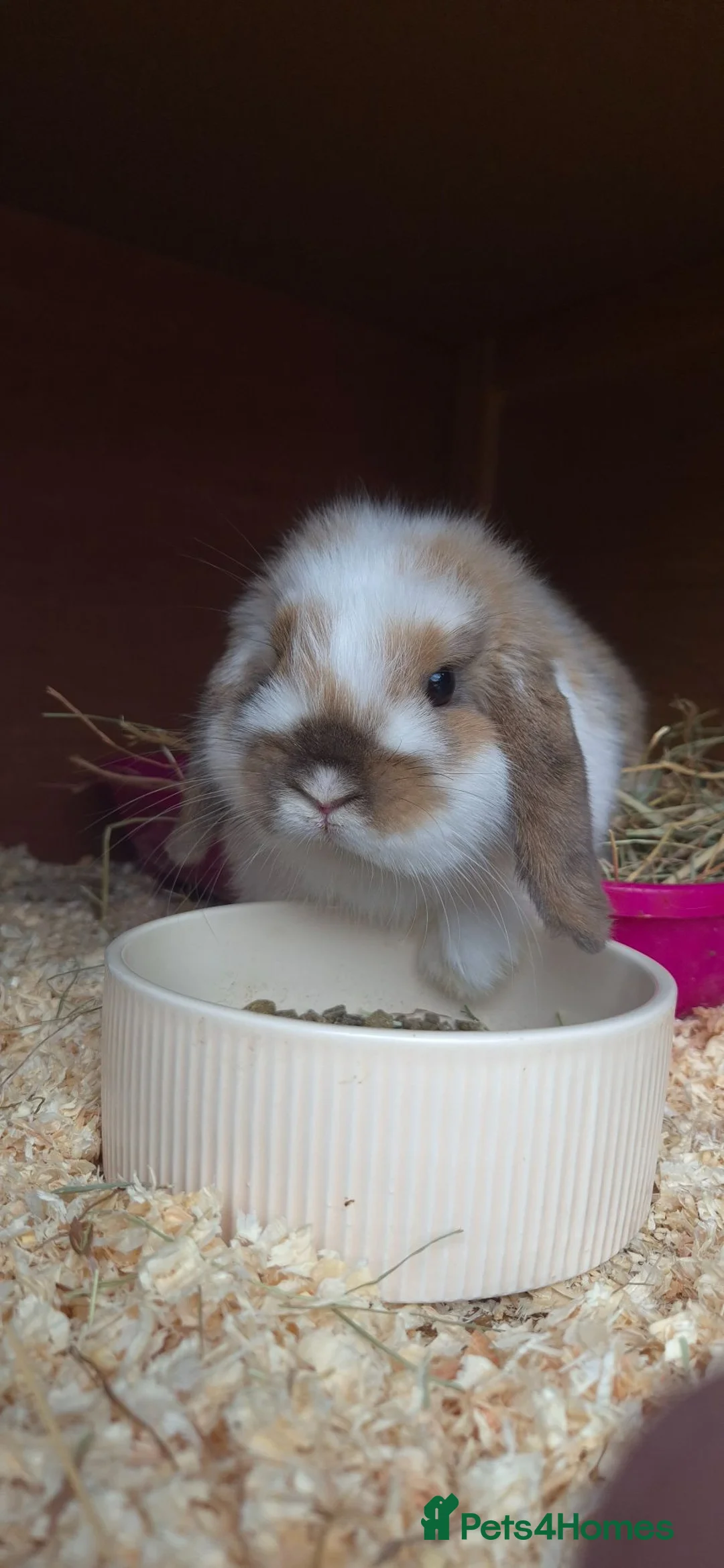 Mini Lop rabbits for sale: Female mini lop in Stockton-on-Tees - Advert 1