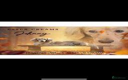 Dachshund dogs for sale: Beautiful dachshund puppies  - Image 5