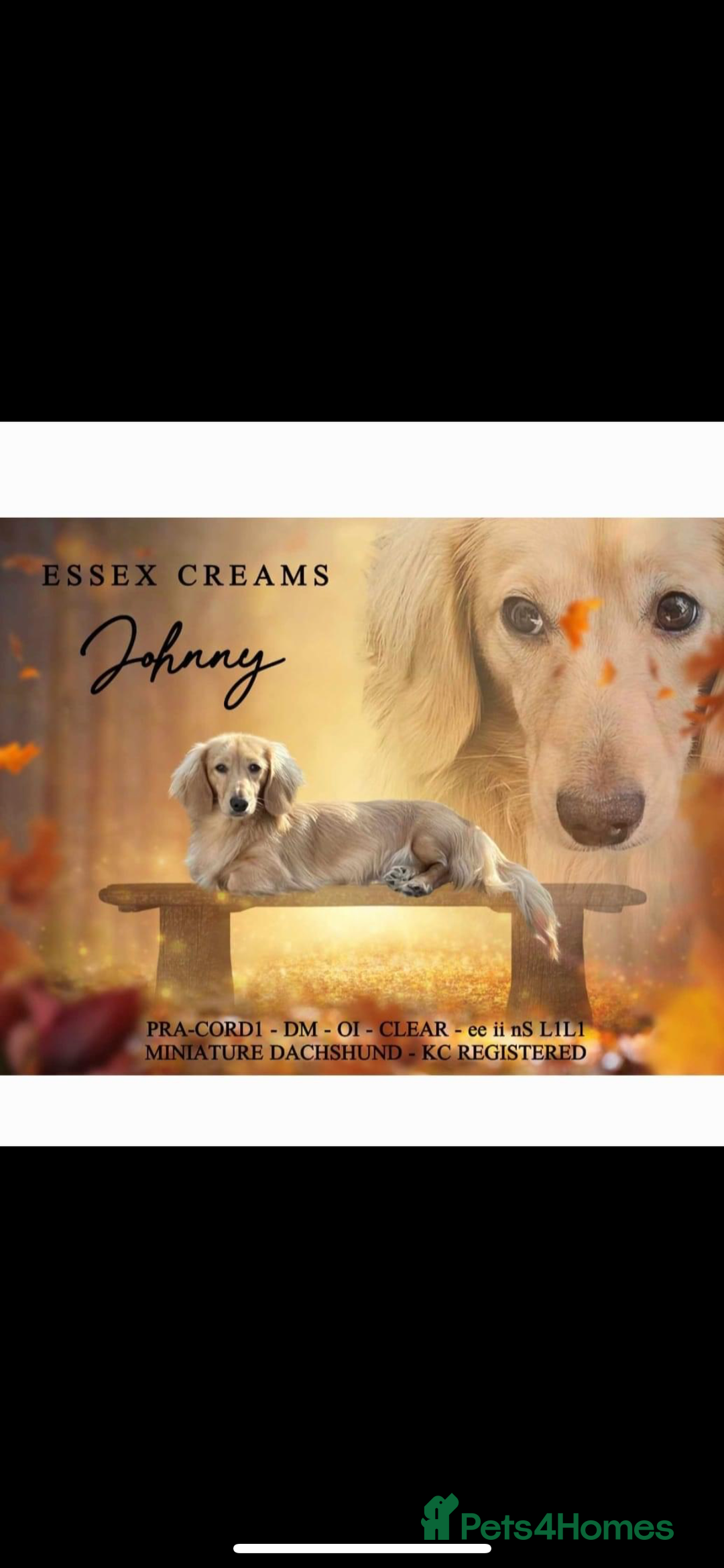 Dachshund dogs for sale: Beautiful dachshund puppies  - Image 5