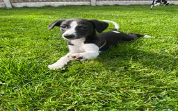 Whippet dogs for sale: Whippets  - Image 10