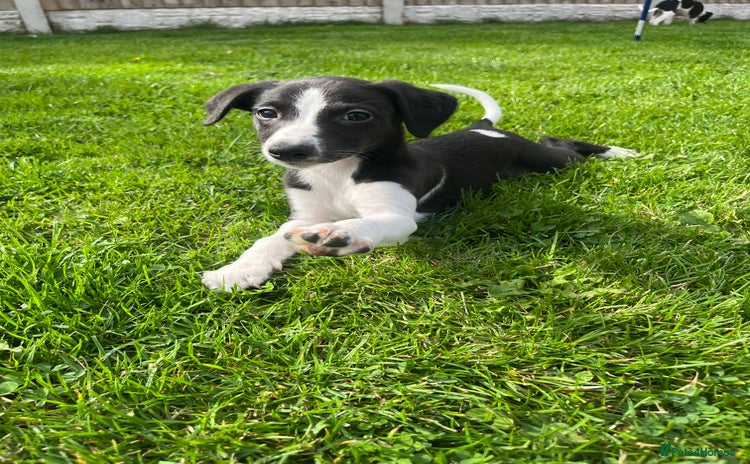 Whippet dogs - Advert 4