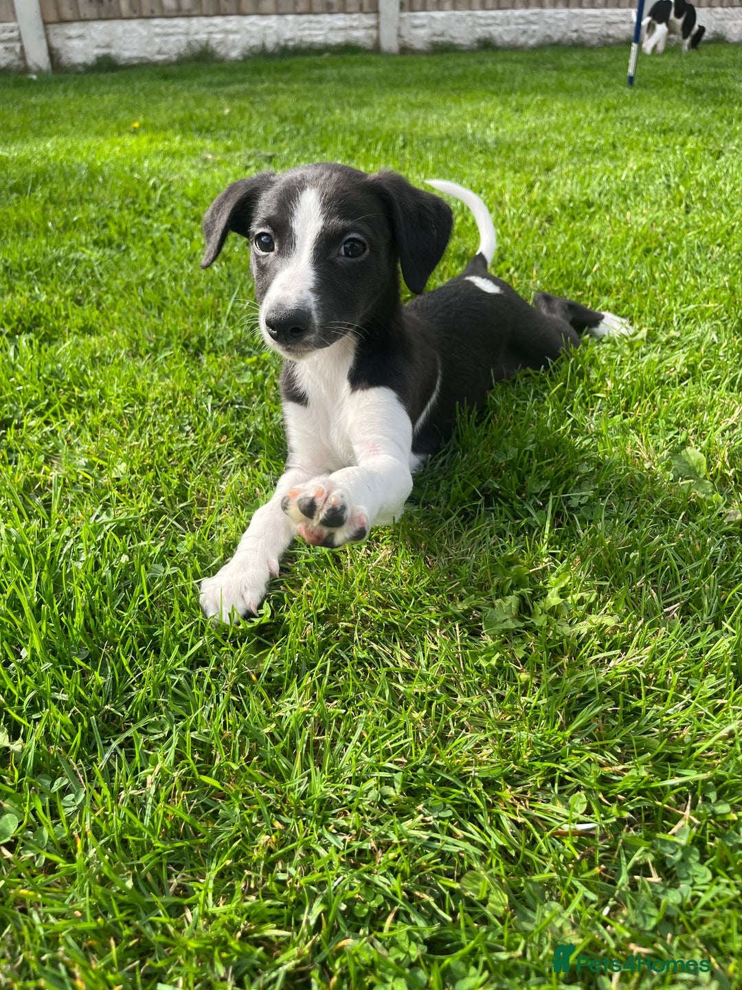 Whippet dogs for sale: Whippets  - Image 10