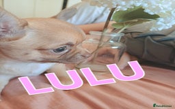 Chihuahua dogs for sale: Chihuahua pups stunning - Image 11