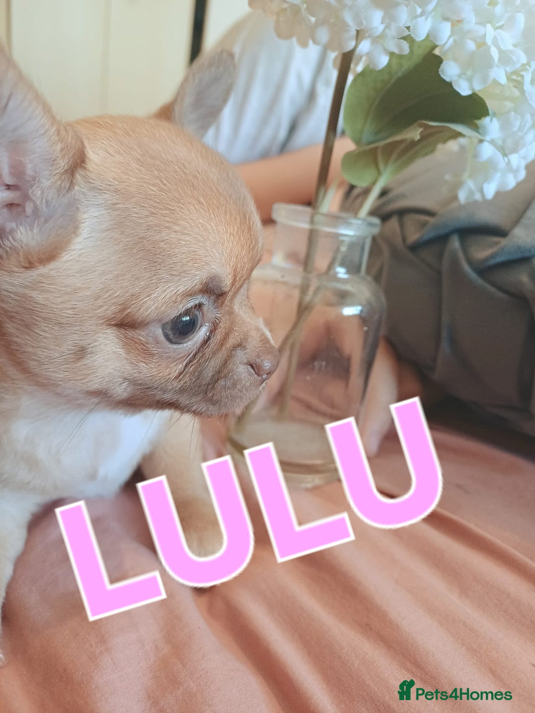 Chihuahua dogs for sale: Chihuahua pups stunning - Image 11