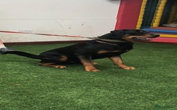 Rottweiler dogs for stud: Male rottweiler for stud. in Willenhall - Image 3