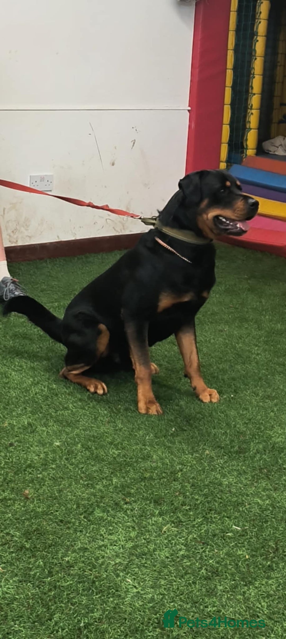 Rottweiler dogs for stud: Male rottweiler for stud. in Willenhall - Image 3