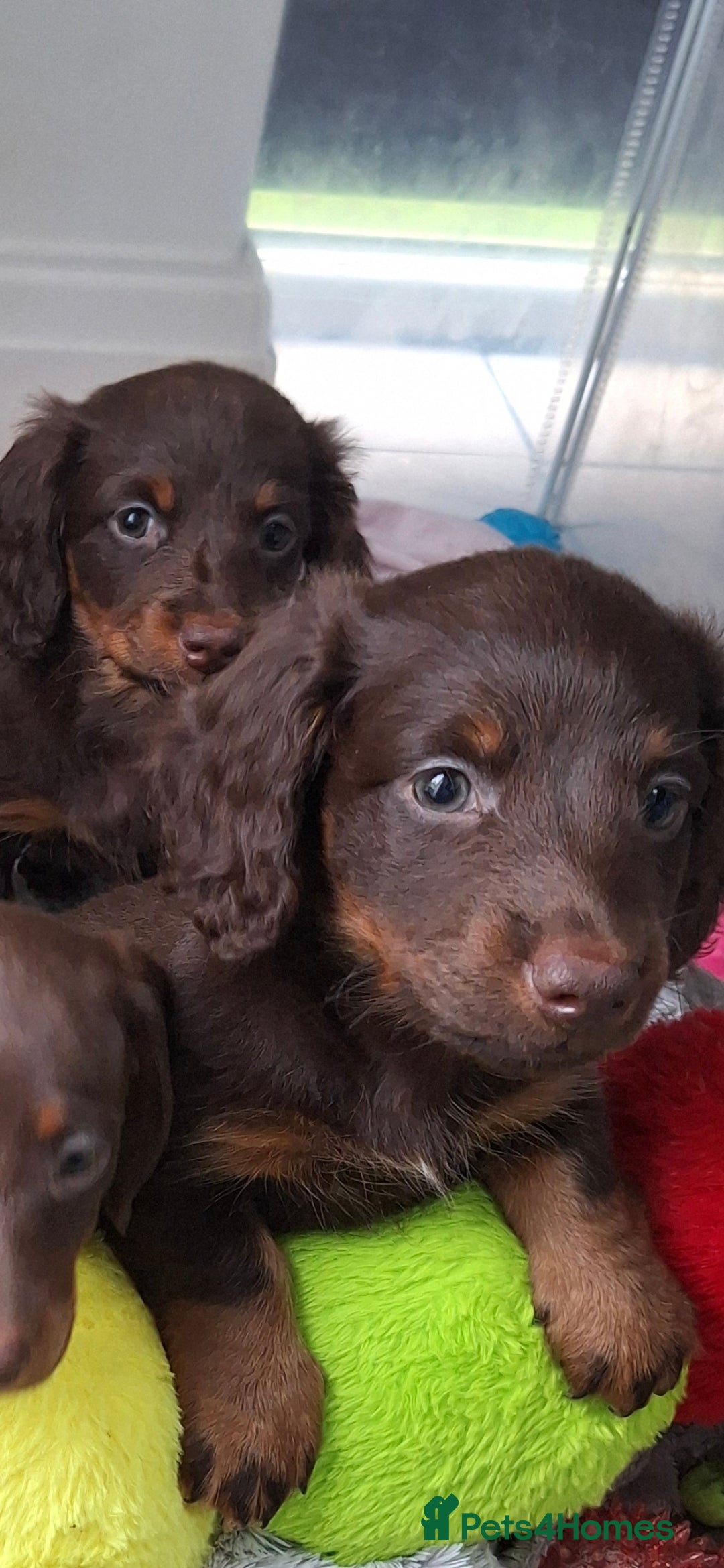 Miniature Dachshund dogs 3 miniature dachshunds  - Advert 2