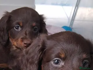 Miniature Dachshund dogs 3 miniature dachshunds - Advert 2