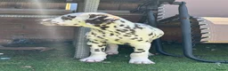 Dalmatian dogs for sale: Exceptional Litter (Sold) - Advert 8
