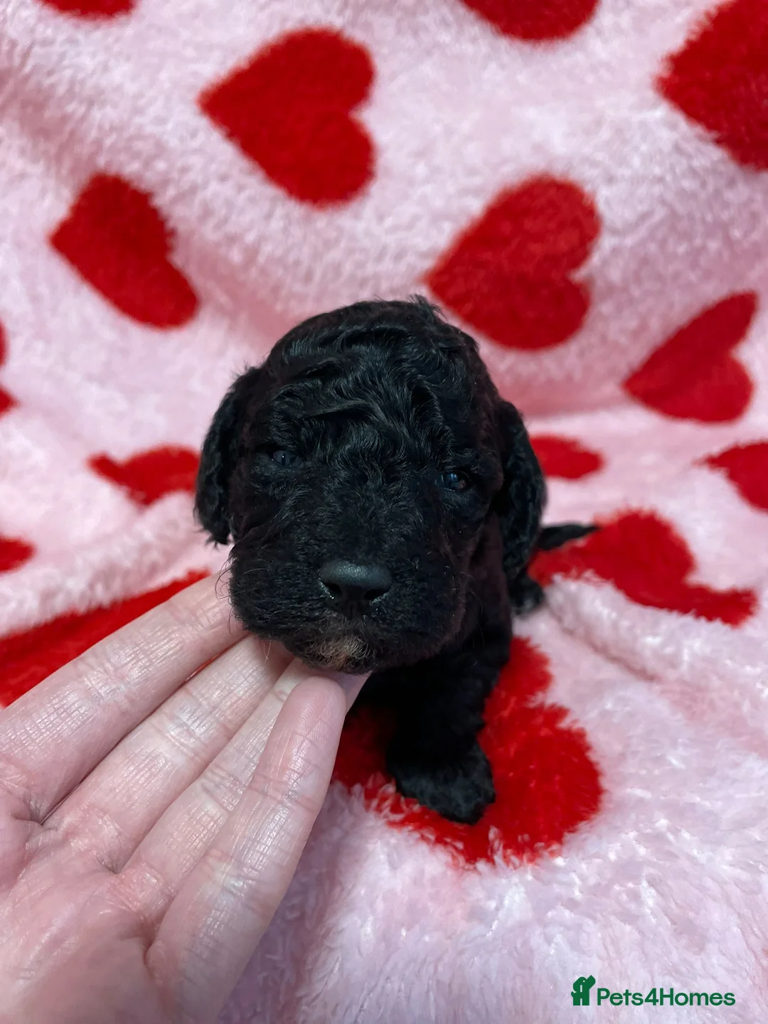 Cavapoo dogs for sale: Beautiful cavapoo puppies ready now - Advert 30