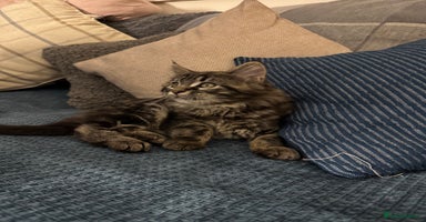 Maine Coon cats - Advert 16