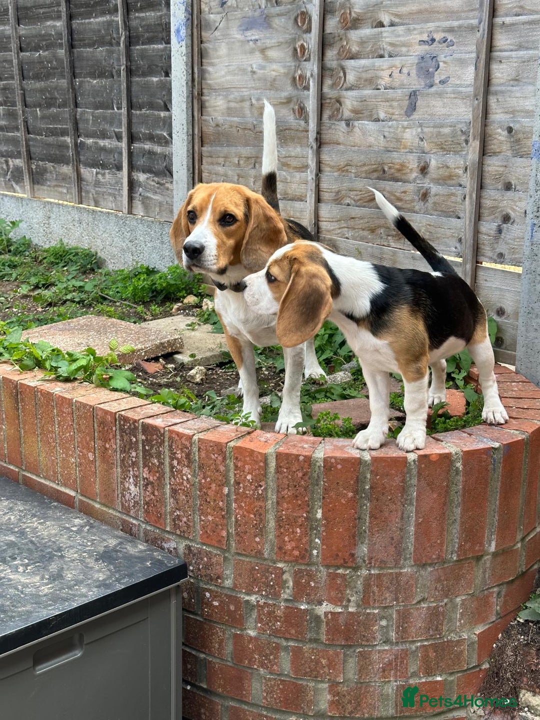 Beagle dogs for sale: Beautiful 5 month old Beagle KC Registered - Image 4