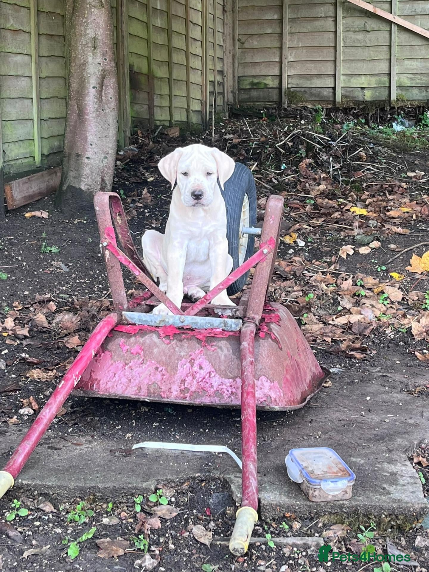 Mixed Breed dogs Bullmastiff cross cane corso - Advert 3