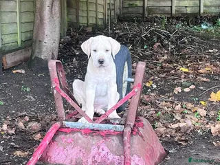 Mixed Breed dogs Bullmastiff cross cane corso - Advert 3