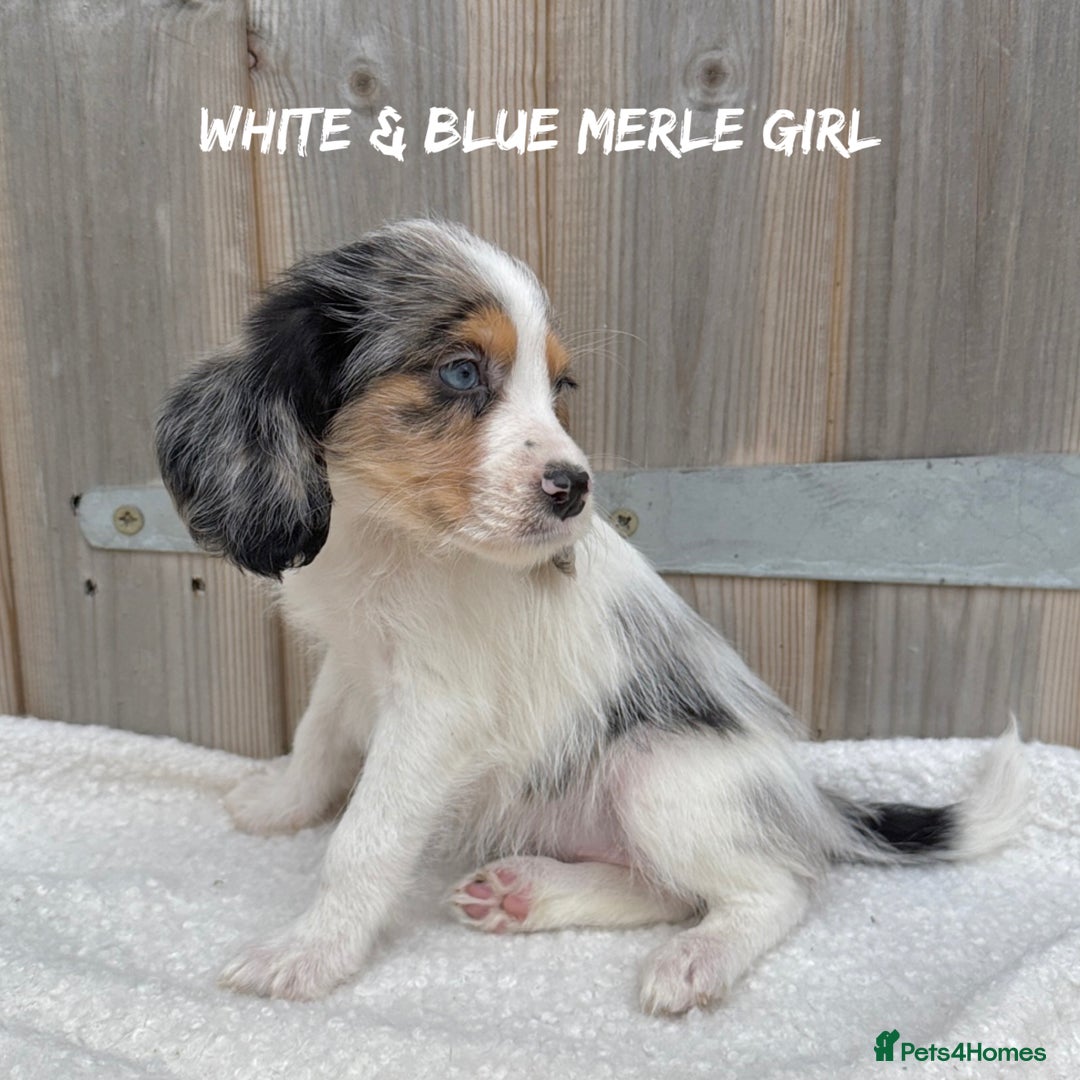 Mixed Breed dogs for sale: 🤎 BABY POOGLES (beagleXminiature poodle)🤎 in Rhayader - Image 16