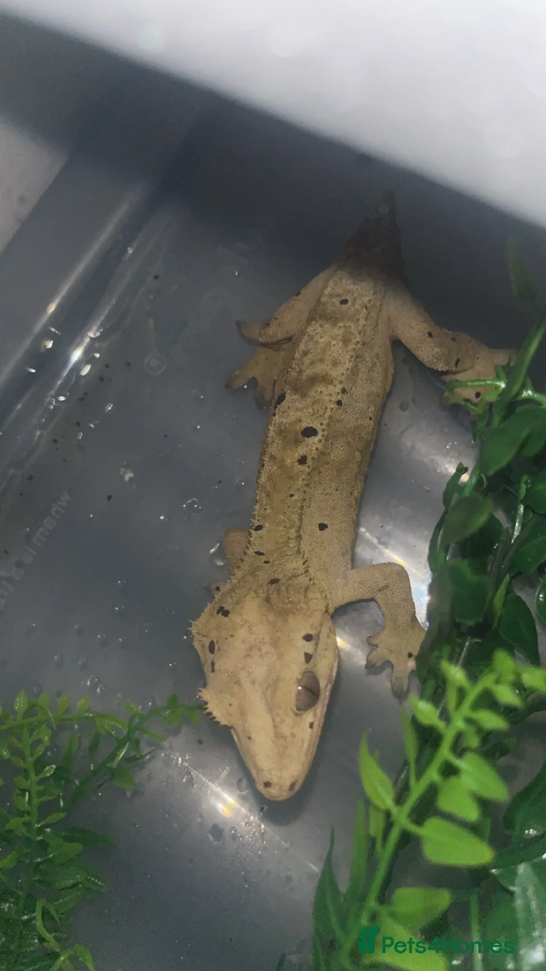 Gecko reptiles for sale: Crested gecko - Advert 4