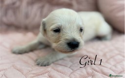 Golden Retriever dogs for sale: Beautiful GR Puppies – No Expense Spared! - Image 12