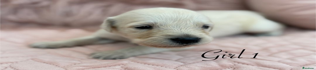 Golden Retriever Puppy 5